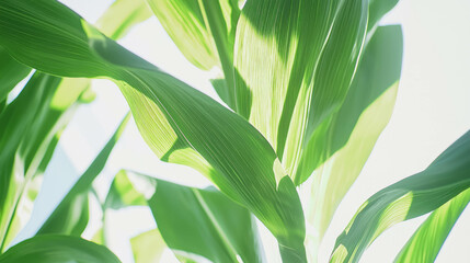 Poster - Realistic ear of corn with green leaves isolated on white background for agricultural concepts