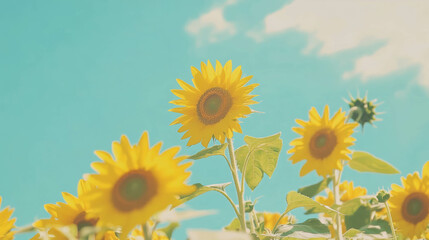 Poster - Vibrant blooming sunflower field under bright sky for summer inspiration