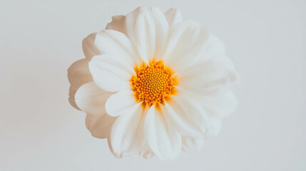 Poster - Elegant flower with 19 petals - nature's symmetry and beauty