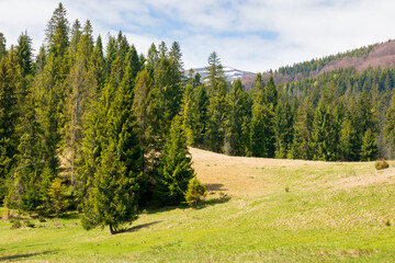 Wall Mural - countryside mountain landscape in spring. fir forest on the grassy hill beneath a blue sky with clou