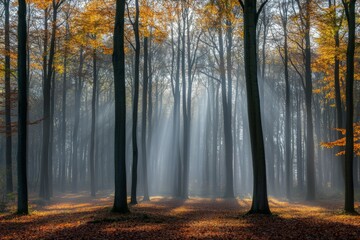 Poster - Sunlight filters through autumn trees in a tranquil forest during early morning hours