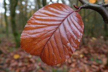 Poster - Rustic brown leaf rests on a branch in a serene autumn forest filled with fallen leaves