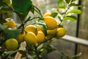 Bright yellow lemons hang on a lush lemon tree in a greenhouse during daylight hours