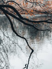 Wall Mural - ephemeral reflection, autumn leaves and mirrored lake tranquility
