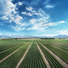 Poster - Sustainable farming techniques crop rotation strategies in action under a blue sky wide shot of rows of crops