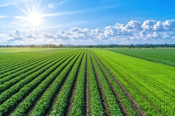 Poster - Organic farming practices aerial view of expansive crop rotation fields under blue sky