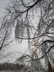 Poster - A tree with icicles hanging from it