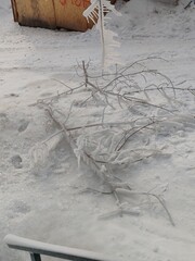 Poster - A tree branch covered in ice and snow