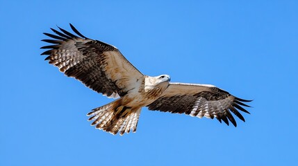 Poster - Majestic hawk soaring through a clear blue sky capturing the essence of freedom and nature : Generative AI