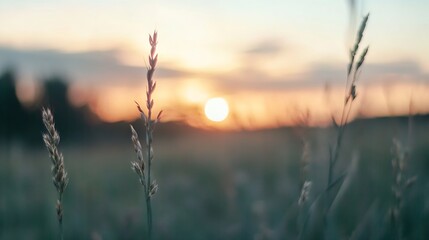 Aufkleber - Golden sunset peeking through tall grass creating a captivating silhouette against the colorful evening sky : Generative AI