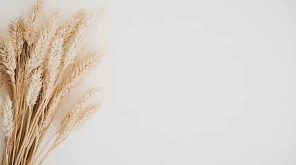 Poster - Dried wheat plants arranged elegantly against a plain white background for a minimalist look : Generative AI