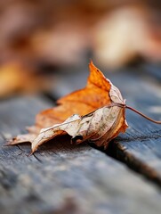 Poster - Dry autumn leaf lying on wooden surface highlighting seasonal changes and natural textures in fall scenery : Generative AI