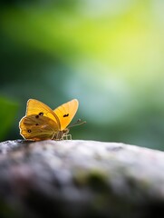 Aufkleber - A stunning yellow butterfly perched delicately on a rock with a vibrant green background in nature : Generative AI