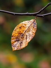 Poster - Detailed CloseUp of a Single Dry Leaf Hanging on a Branch in Nature : Generative AI