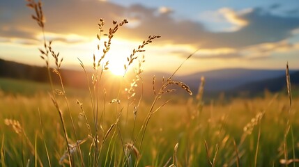 Aufkleber - Golden Sunset Over a Rolling Field of Tall Grass Creating a Peaceful Atmosphere : Generative AI