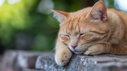 Poster - Charming ginger cat resting peacefully with eyes closed on a stone wall in a serene environment : Generative AI