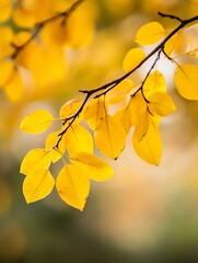 Poster - Vibrant close up of yellow autumn leaves hanging from a branch in soft natural light : Generative AI