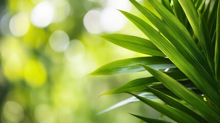 Aufkleber - Lush Green Leaves with Sunlight Background Creating a Serene Nature Scene : Generative AI