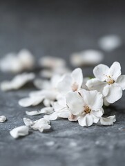 Leinwandbilder - Delicate and Beautiful White Flower Petals Lying on a Gray Stone Surface : Generative AI
