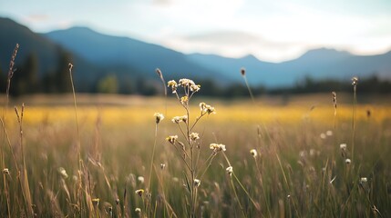 Aufkleber - Lush wildflower field with soft sunlight illuminating a variety of flowers against a distant mountain backdrop : Generative AI
