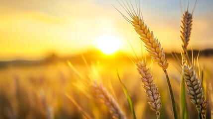 Poster - Golden wheat field illuminated by sunset with foreground details showcasing nature's bounty : Generative AI