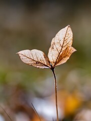 Poster - Delicate dry leaves softly illuminated showcasing intricate patterns against a blurred background : Generative AI