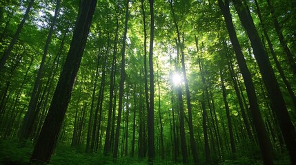 Fototapete - Dense Forest Filled with Green Trees and Sunlight Filtering Through the Canopy : Generative AI
