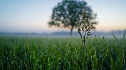Poster - Serene early morning landscape with dew on grass and tree silhouette in soft sunlight : Generative AI