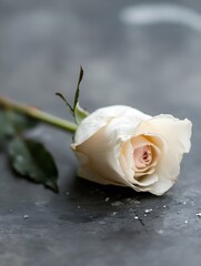 Poster - Stunning white rose on a textured surface showcasing delicate petals and natural beauty : Generative AI
