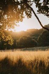 Poster - A bright sun shines through the leaves of trees in a green field, perfect for a peaceful day or nature-inspired photography