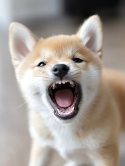 Poster - Excited Shiba Inu Dog showing teeth and barking with joy in a close up photo : Generative AI