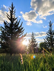 Poster - Breathtaking View of Green Pine Trees and Beautiful Sky at Sunset : Generative AI