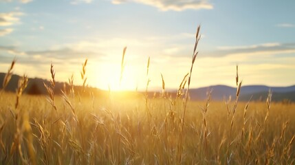 Poster - Golden field of wheat illuminated by a warm sunrise creating a peaceful morning atmosphere : Generative AI