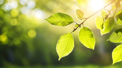 Poster - Bright green leaves glistening in natural sunlight captured in a serene garden setting : Generative AI