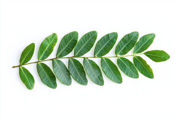 Poster - Single vibrant green leaf stem isolated against white backdrop captures nature spring and health benefits