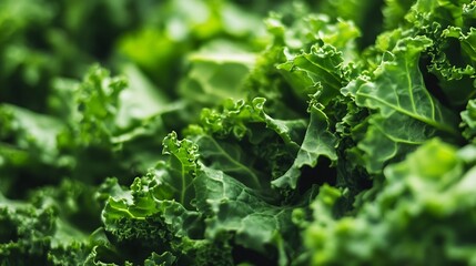 Poster - Fresh green kale leaves standing out against a soft green background with natural light : Generative AI