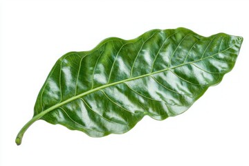 Poster - Lush vibrant green leaf detail plant life botanical beauty nature fresh organic clean background healthy bright