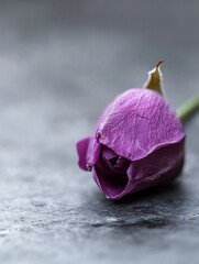 Poster - Close up of a beautiful purple rose petal resting gently on a textured surface : Generative AI