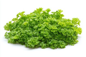Poster - Bright flat lay showcasing fresh curly parsley bunch on white background close up studio shot vibrant green hue for culinary concepts