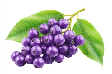 Poster - Cluster of vibrant purple java plum fruits with lush green leaves against white vivid background