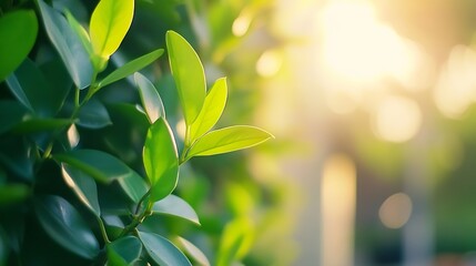 Poster - Closeup image of vibrant green leaves illuminated by soft sunlight in a peaceful outdoor setting : Generative AI