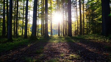 Aufkleber - Sunlight pouring through trees in a vibrant green forest creating stunning patterns on the ground : Generative AI
