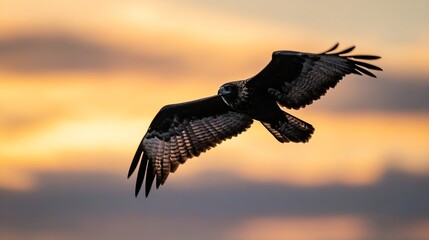 Poster - Majestic hawk soaring gracefully in the vibrant sunset sky with stunning colors : Generative AI