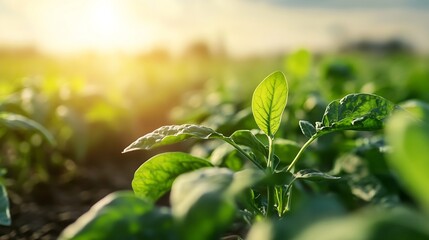 Poster - Close up of vibrant green spinach leaves basking in sunlight on a farm : Generative AI