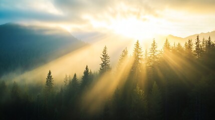 Poster - Breathtaking sunrise over misty forest with beams of sunlight illuminating pine trees : Generative AI