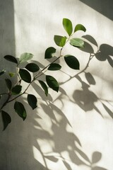 Poster - A small plant with green leaves growing on a white wall