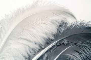 Poster - A single feather on a white background