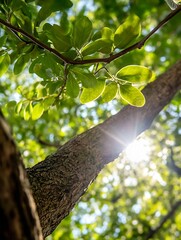 Fototapete - CloseUp View of Sunlight Filtering Through Lush Green Leaves on a Tree Branch : Generative AI