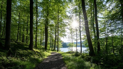 Poster - Sunlight filtering through lush green trees along a tranquil path by a serene lake : Generative AI