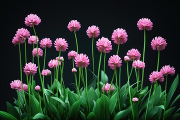 Poster - A group of pink flowers sit atop a green plant, ready to bloom